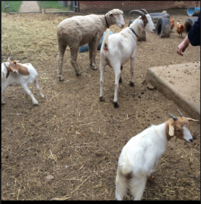 New Members to the Family