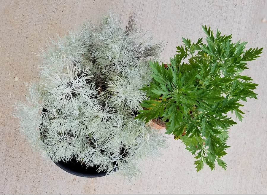 Can+the+Artemisia+Plant+help+fight+Covid+19%3F