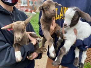 Vet Tech is Toting Goats