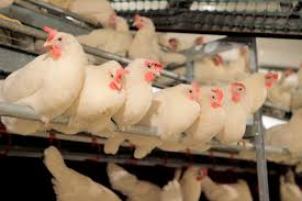 Avian Flu in Delaware Poultry