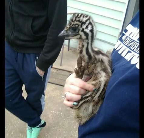 New Baby Emu!
