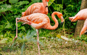Flamingo Displacement