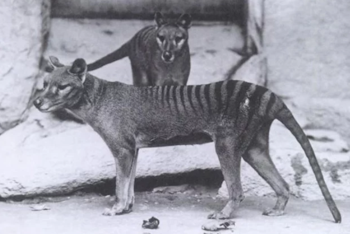 Tasmanian Tiger RNA Found in Preserved Body