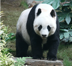 The U.S. Is Soon To Have No Pandas