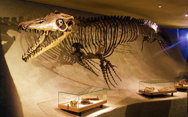 New Fossil Found in North Dakota