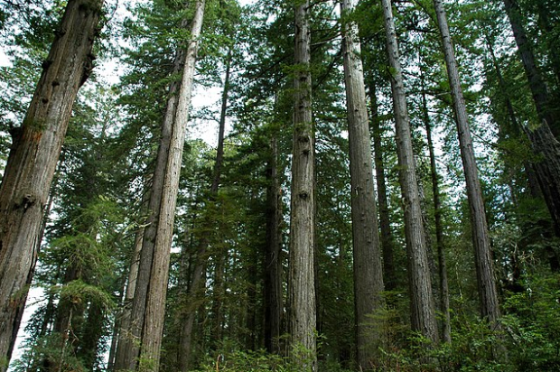 Environmentalists Sue National Park Services for Planting More Trees