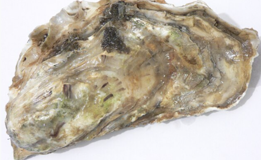 Oyster Decline In Texas Due to Climate Change