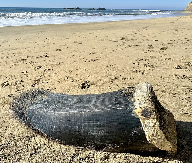 Giant Whale Jawbone Washes Up in Bethany