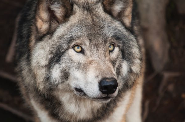 Wolves In Chernobyl May Help Cure Cancer