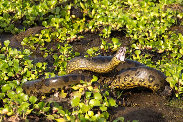 New Massive Snake Species Discovered in Amazon Rainforest