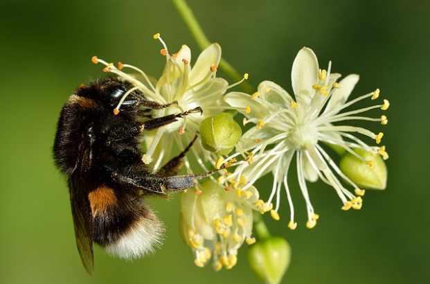 Some Bumblebees Can Surivive Underwater for Up to a Week