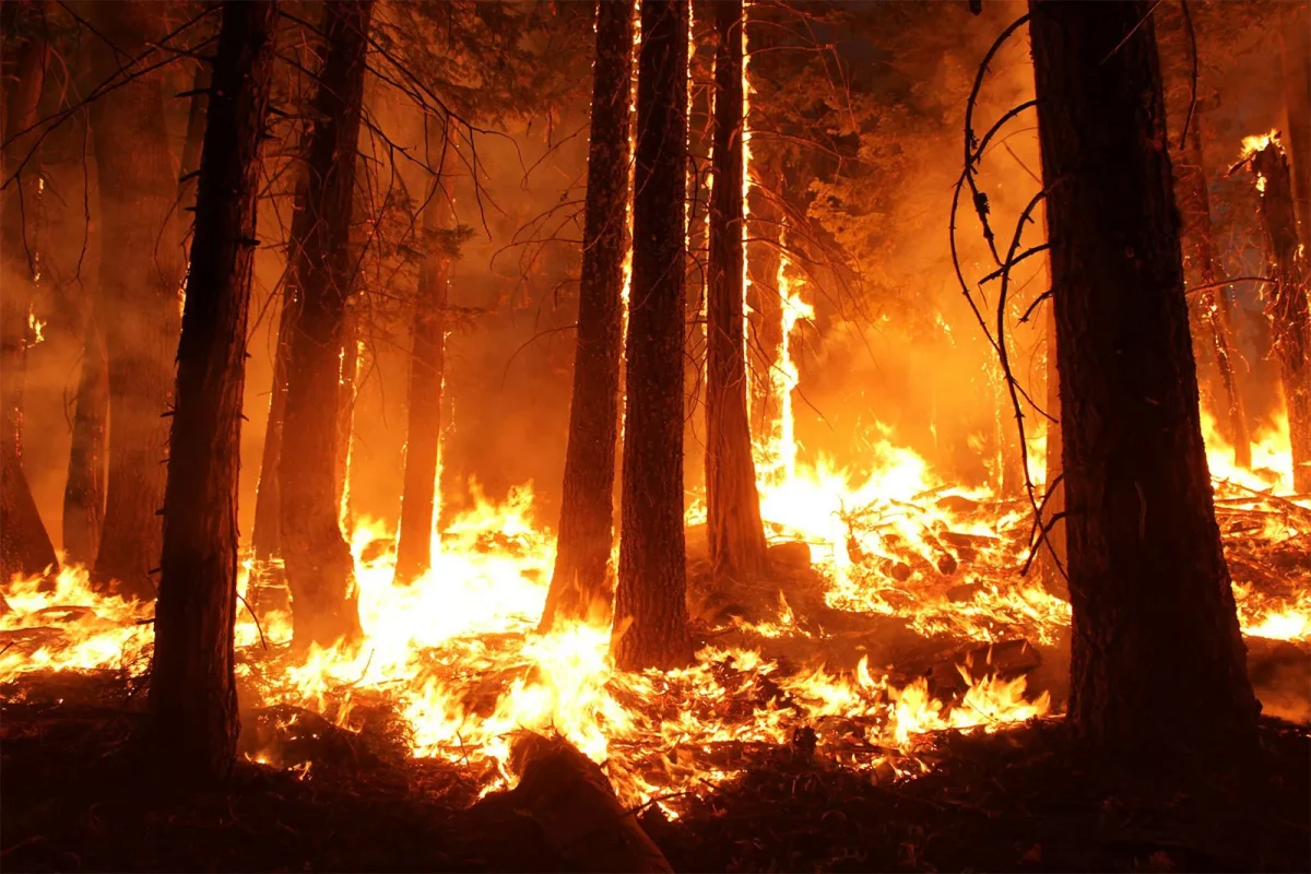 Raging Wildfires Spread across Portugal