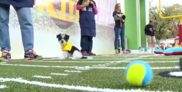 The Puppy Bowl