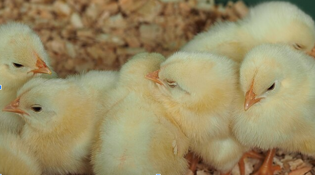 Thousands of Chicks Found Dead/Starving in a Delivery Truck.